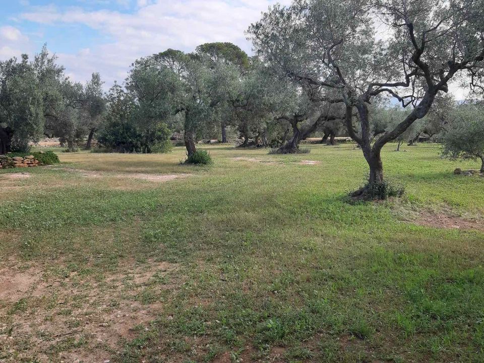 Landejendom i El Perello, Tarragona - foto 5